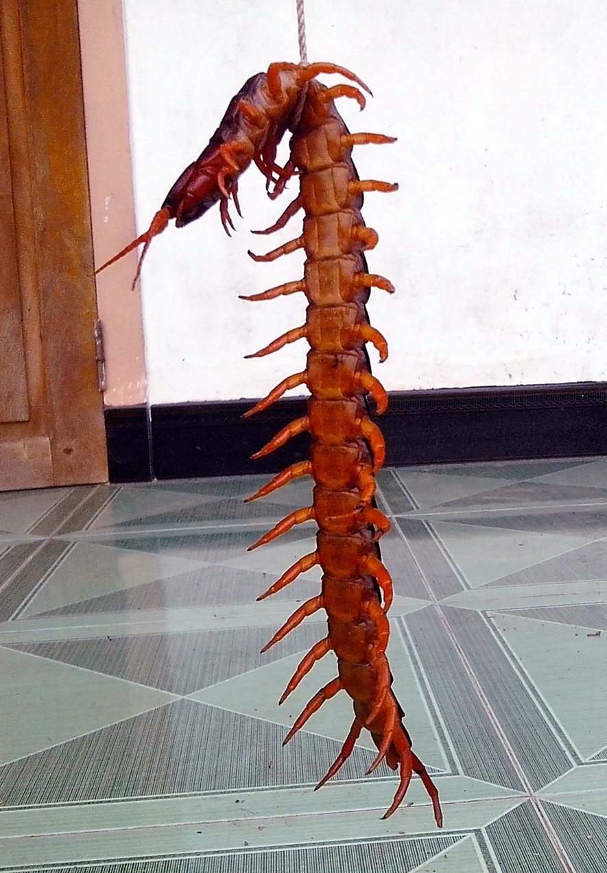 Phát hiện ong lạ có đầu giống đầu cá nóc - 3 Con giết khủng dài 22 cm được anh Tâm bắt được