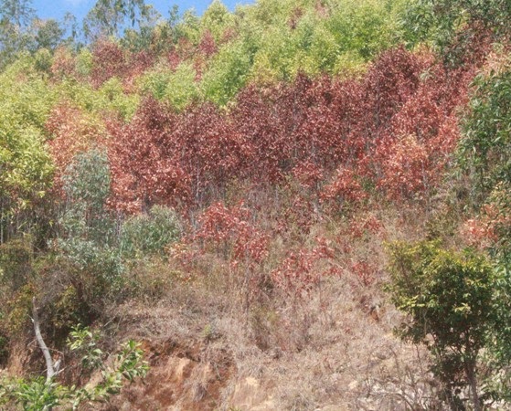 Nắng hạn khiến nguy cơ cháy rừng cao