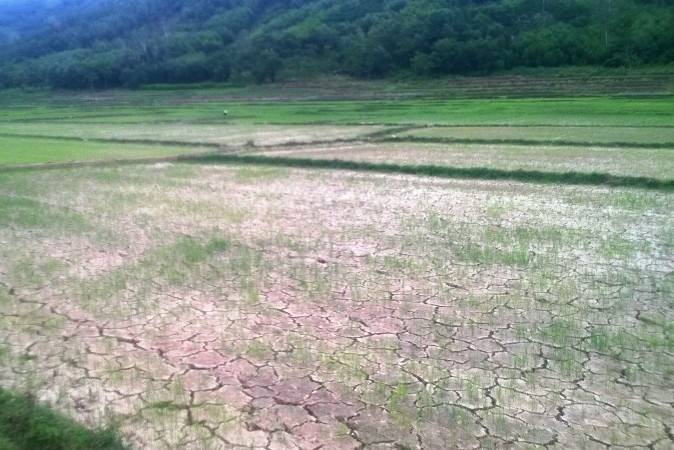 Nhiều diện tích lúa ở huyện miền núi An Lão đất nứt nẻ