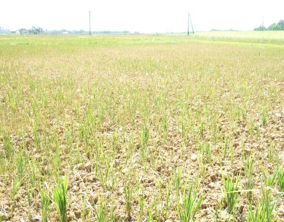 Nhiều diện tích lúa của nông dân huyện Phù Mỹ có nguy cơ mất trắng