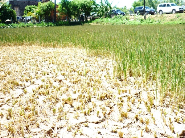 Nhiều diện tích lúa thiếu nước, người dân chỉ còn cách cắt non lúa về cho bò ăn