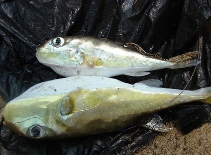 Một bệnh nhân tử vong sau khi ăn cá nóc