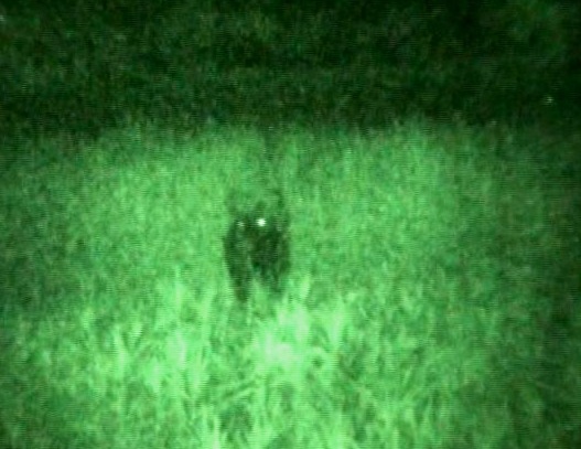 Đề nghị giám định mẫu phẩm bò lạ nghi là bò tót - 2 Một đám đen được ghi lại được cho là hình ảnh bò tót