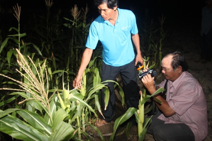 Trắng đêm săn bò lạ nghi bò tót căn phá rẫy bắp của dân