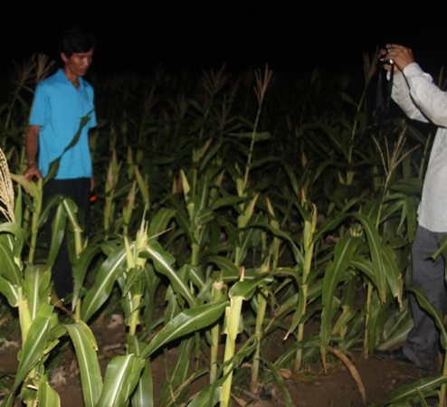 Người dân khẳng định nhìn thấy là bò tót ăn phá rẫy bắp của họ