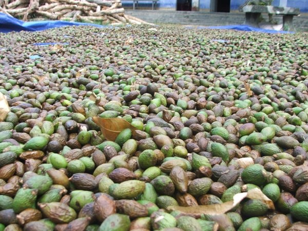 Người dân Phú Yên ồ ạt vào rừng chặt phá cây ươi lấy trái ươi