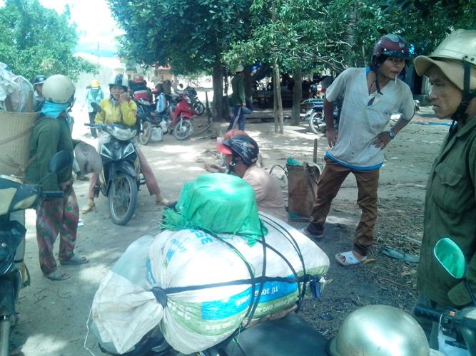 Người dân Phú Yên ồ ạt vào rừng chặt phá cây ươi lấy trái ươi