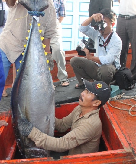 Cá ngừ đại dương đánh bắt bằng thiết bị và công nghệ của Nhật Bản có chất lượng tốt hơn