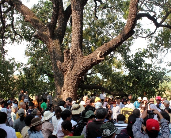 Trước đó, quần thể 20 cây xoài Đá trắng cũng được công nhận là Cây di sản Việt Nam