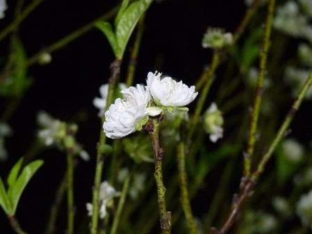 Đêm xuân dạo bước vườn hoa Tao Đàn - 8