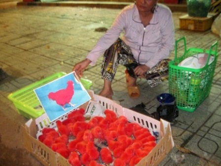 Nhiều người cho rằng đây là gà con bị nhuộm màu, còn ảnh gà mẹ thì đỏ nhờ... photoshop