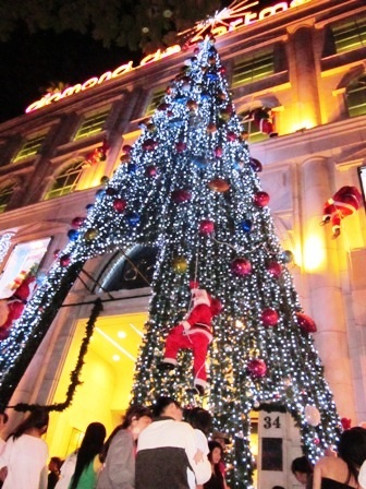 Cây thông cao đến nóc tháp chuông ở nhà thờ Hòa Hưng (đường Tô Hiến Thành, quận 10, TPHCM)