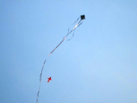 ... cũng cất cánh với chiếc đuôi duyên dáng