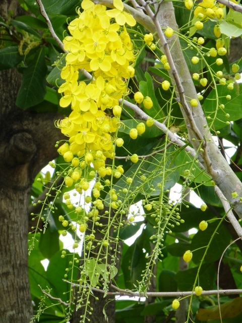 Không khó để gặp những chùm hoa vàng rực cành, lấn át cả màu xanh của lá