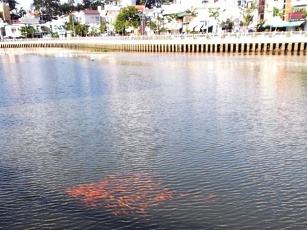 Từng đàn cá bơi lội tung tăng ở dòng kênh mới hồi sinh