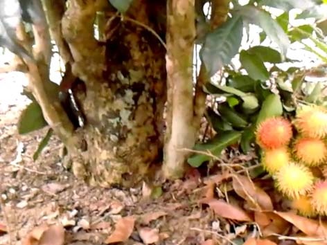 Gốc cây trà trăm tuổi thường có đường kính khoảng 25cm