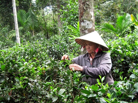 Một mình cô Ba Bé chăm sóc vườn trà, duy trì nghề làm trà truyền thống của Phú Hội