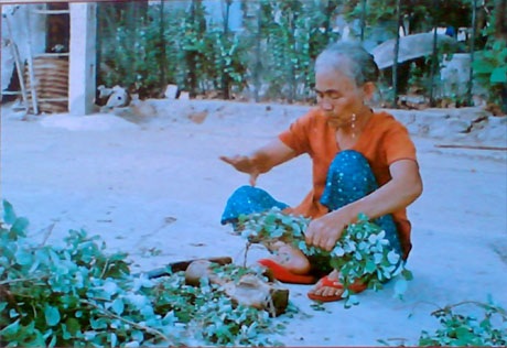 Mặn mà tình cảm của người thành phố gửi quân dân biển đảo - 1 Sinh kế trên đảo Cù Lao Chàm và Lý Sơn