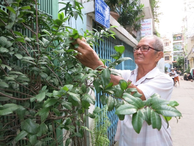 Ông Nguyễn Ngọc Ba tỉa lá cây mai trước nhà để đón năm mới
