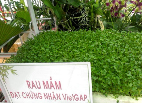 Những khay rau mầm tươi ngon, sạch sẽ có thể được trồng tại nhà