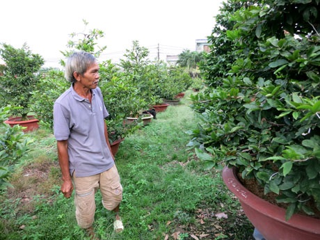 Vườn mai của ông Đức đang trông đợi trời ấm vào thời gian tuốt lá (ảnh: Hồng Nhung)