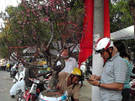Đào cười, mai khóc, hội hoa xuân kém sắc - 5 Một chậu hoa đào cao hơn 1m giá 5 triệu đồng