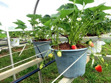 Du khách có thể hái trái dâu chín mọng và thưởng thức ngay tại vườn.