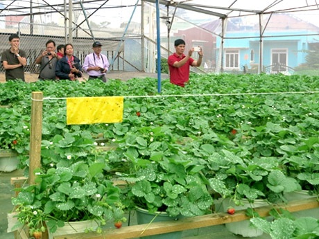 Vườn dâu xanh ngát được trồng bằng công nghệ sạch theo tiêu chuẩn châu Âu