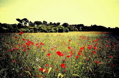 10 bức ảnh đẹp dưới “ống kính” smartphone Android - 4 10 bức ảnh đẹp dưới “ống kính” smartphone Android - 4