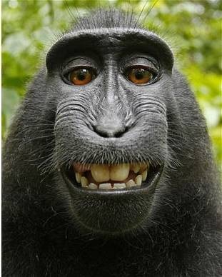 Hãy thưởng thức những hình ảnh tuyệt đẹp về những chú khỉ chụp ảnh. Với nhiều dáng vẻ khác nhau, chúng sẽ đem lại cho bạn những cảm xúc vô cùng tuyệt vời. Hãy xem và cười thật nhiều với những hình ảnh hài hước này.