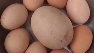 Quả trứng gà khổng lồ tại Trung Quốc - 1 Quả trứng gà khổng lồ tại Trung Quốc - 1
