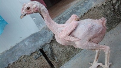 nakedchicken1_a825a.jpg