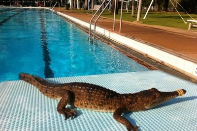 Cá sấu bất ngờ xuất hiện ở bể bơi công cộng - 1