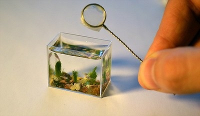 Ngộ nghĩnh chiếc bể cá nhỏ nhất thế giới - 2