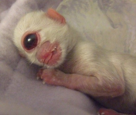 Lạ kỳ con cá mập chỉ có 1 mắt - 4