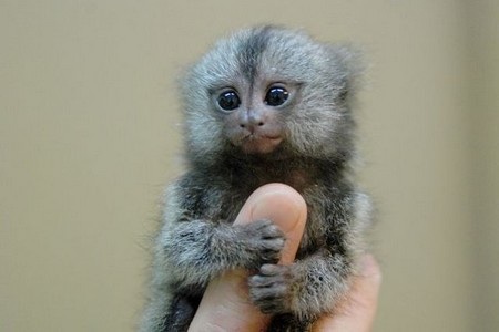 Loài khỉ chỉ nhỏ bằng ngón tay - 1