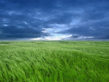 Hình nền  cây đồng cỏ cánh đồng mùa hè màu xanh lá Hoa thông suốt  2560x1600   1055979  Hình nền đẹp hd  WallHere