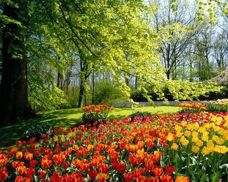 Tuyệt đẹp bộ sưu tập hình nền “đồng cỏ xanh” - 19 Tuyệt đẹp bộ sưu tập hình nền “đồng cỏ xanh” - 19