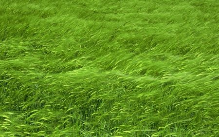 Tuyệt đẹp bộ sưu tập hình nền “đồng cỏ xanh” - 8 Tuyệt đẹp bộ sưu tập hình nền “đồng cỏ xanh” - 8