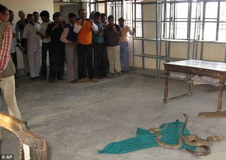 Bất bình vì bị đòi tiền đút lót, thả rắn độc để trả thù - 1