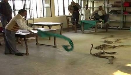 Bất bình vì bị đòi tiền đút lót, thả rắn độc để trả thù - 3