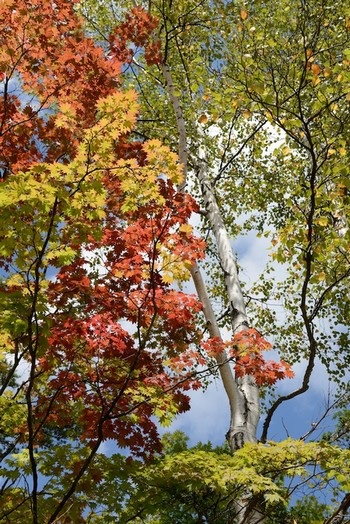 Nikon trình làng máy ảnh có độ phân giải lớn nhất thế giới - 8