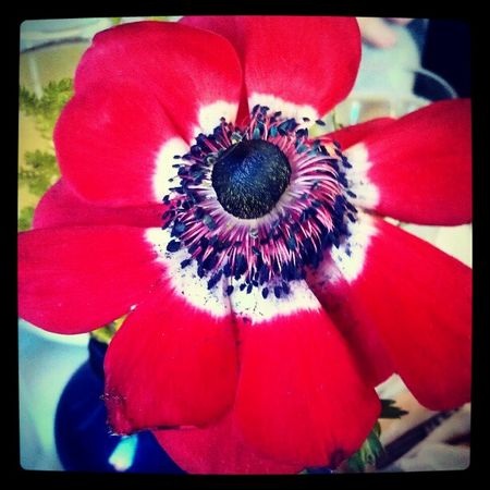 Ứng dụng chụp ảnh hot trên iOS đã có bản cho Android