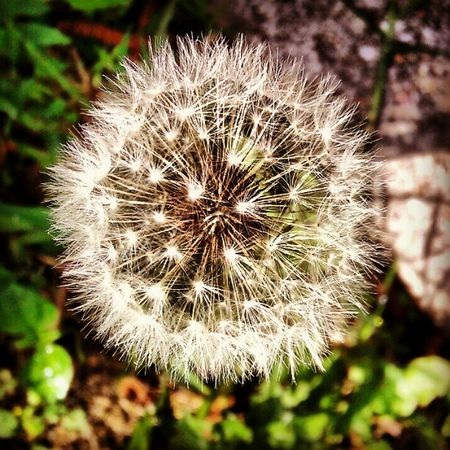 Ứng dụng chụp ảnh hot trên iOS đã có bản cho Android