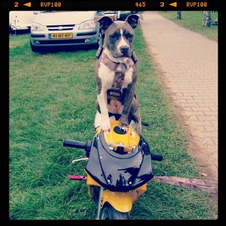 Ứng dụng chụp ảnh hot trên iOS đã có bản cho Android