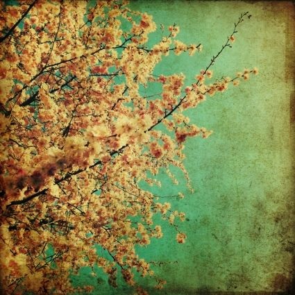 Những bức ảnh chuyển mùa đẹp ấn tượng chụp bằng iPhone