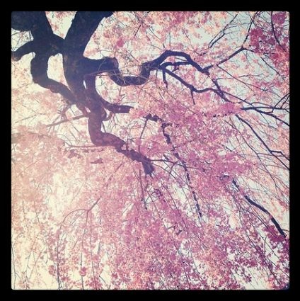 Những bức ảnh chuyển mùa đẹp ấn tượng chụp bằng iPhone