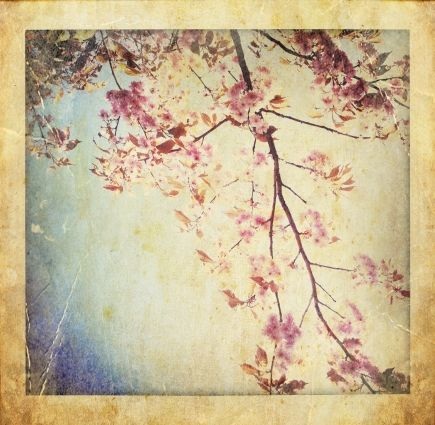 Những bức ảnh chuyển mùa đẹp ấn tượng chụp bằng iPhone