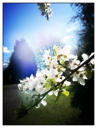 Những bức ảnh chuyển mùa đẹp ấn tượng chụp bằng iPhone