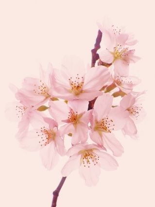 Những bức ảnh chuyển mùa đẹp ấn tượng chụp bằng iPhone